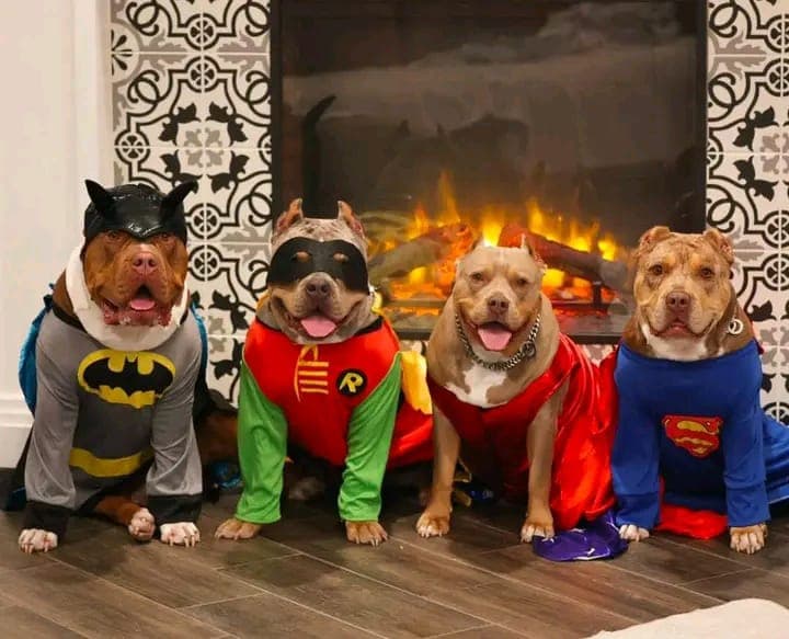 American Bully standing in yard